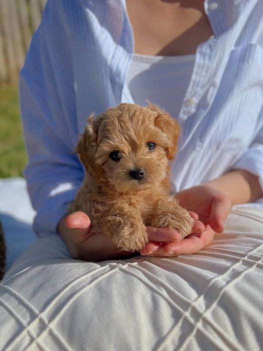 Мальтіпу міні, мікро. Мальтипу мини, микро