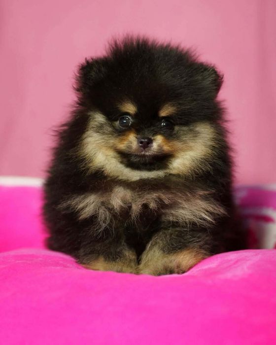 Pomeranian piesek