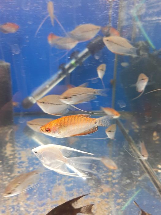 Gurami super red (richopodus trichopterus)  Pawik.pl Strzyzów