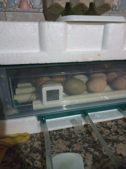 Chocadeira automatica ovos