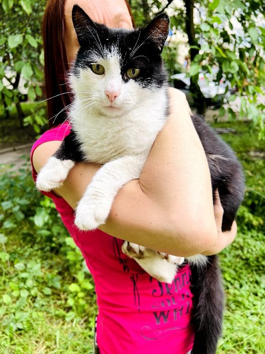 Кастрований котик