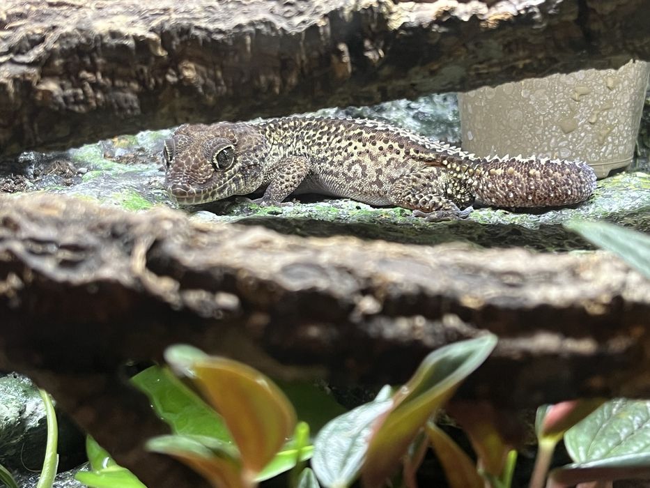Paroedura pictus z terarium