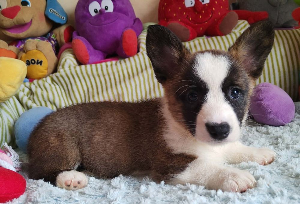 Welsh Corgi Cardigan Wyjatkowa suczka