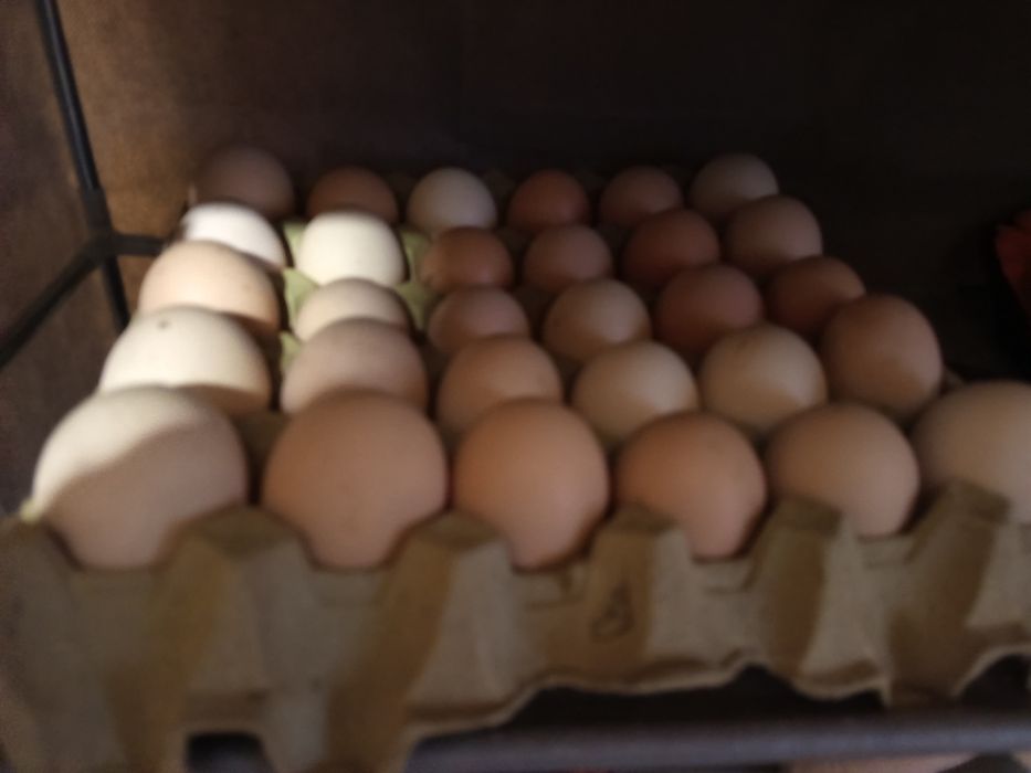 Jaja jadalne od kur z wolnego wybiegu -okolice Piątnicy