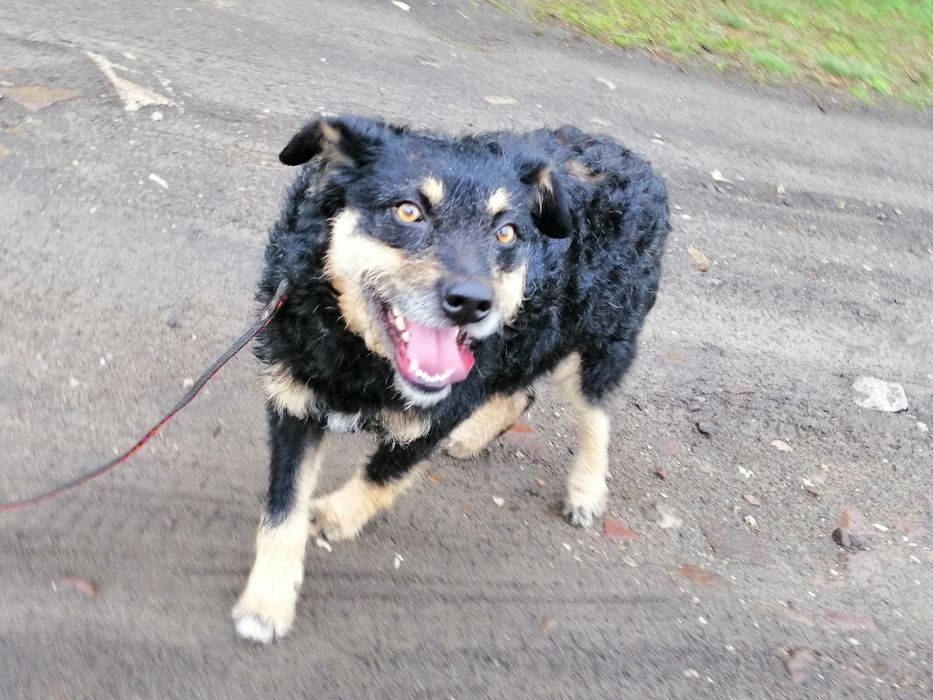 SZYSZKA młoda przyjazna łagodna suczka szuka domu