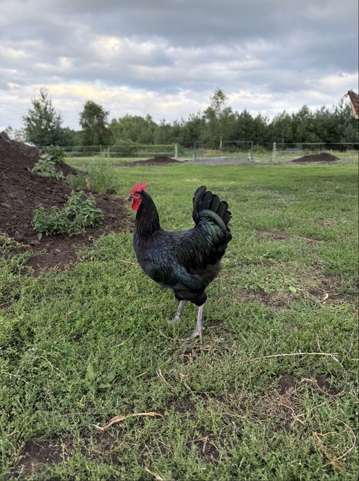 Koguty Australorp drob