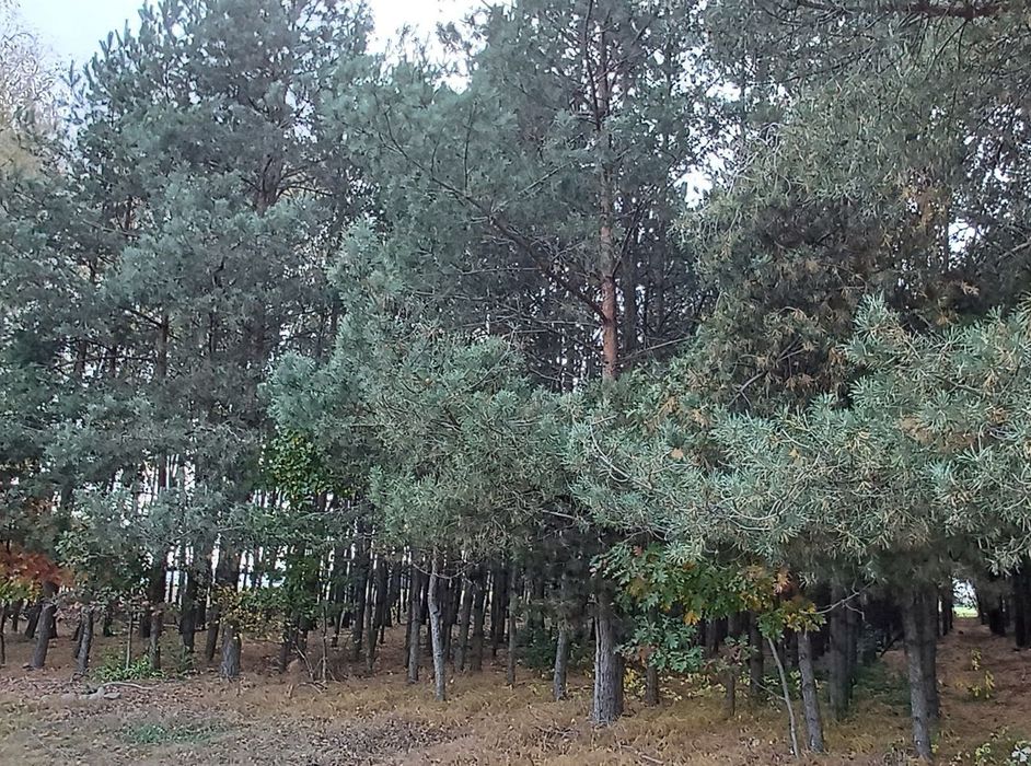 Sprzedam pole z lasem.