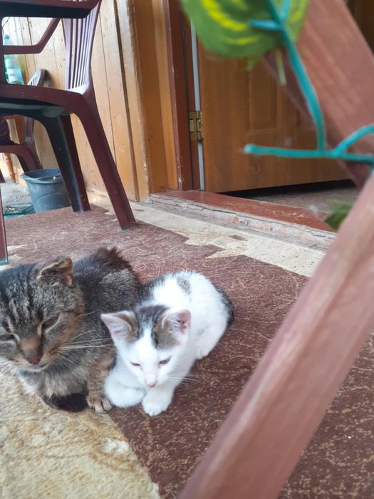 Oddam kotki w dobre ręce