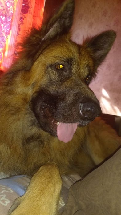 Щенки немецкой овчарки