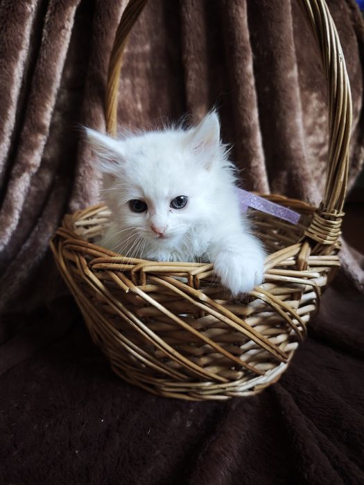 Білі кошенята котеня турецька ангорська чистокровні котик кішка