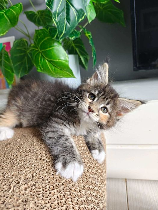 Kotka Maine Coon
