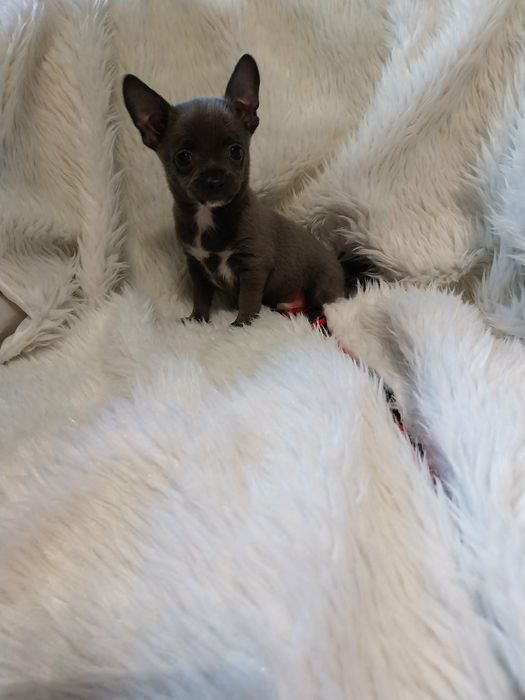 Chihuahua malutki piesek !