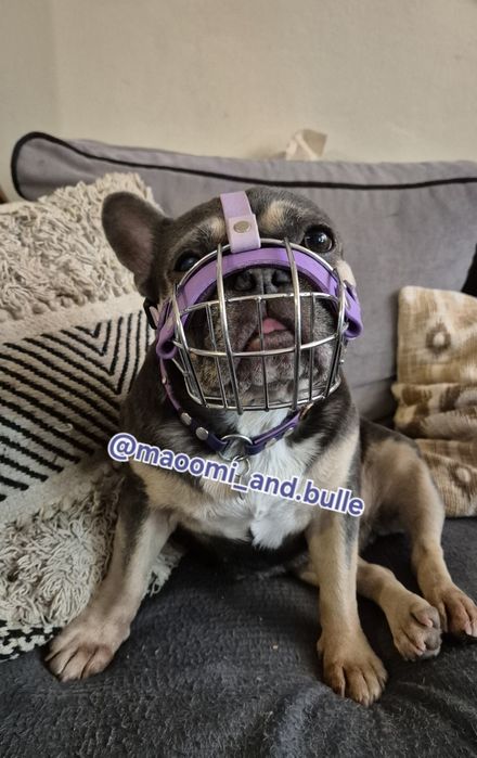 Fizjologiczny kaganiec dla psa brachycefalicznego