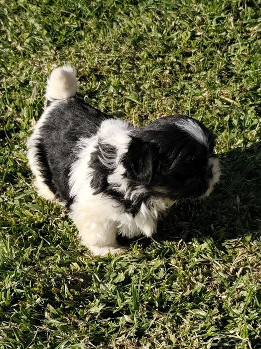 Shih-Tzu fêmea disponível