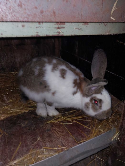 Sprzedam króliki