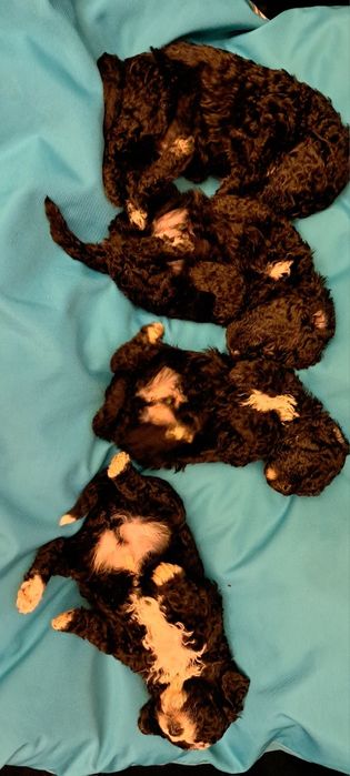 Hiszpański pies dowodny- piesek