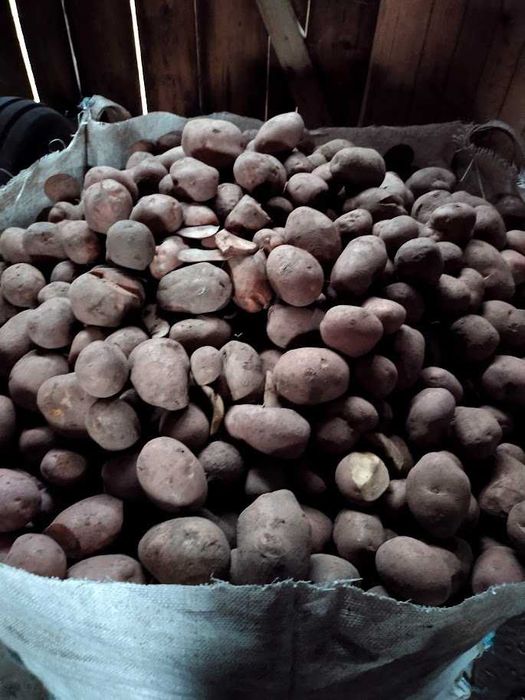 ziemniaki paszowe, odpadowe