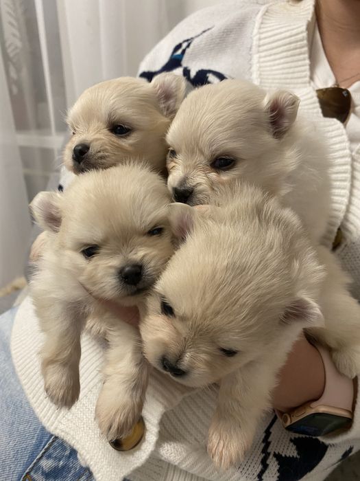 Вязка померанського шпіча, розвязаний