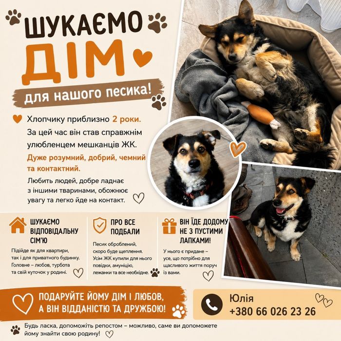 Песик шукає дім