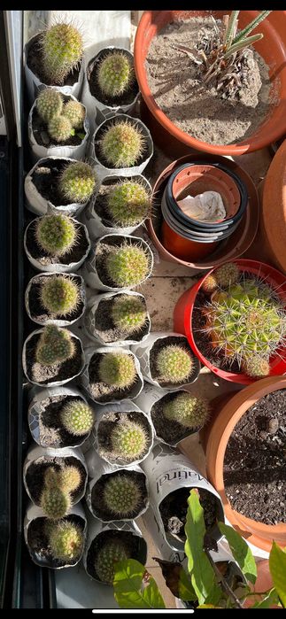 17 cactos pequenos