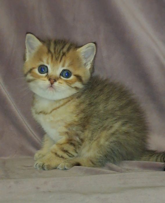 Шотландська кішечка таббі на золоті