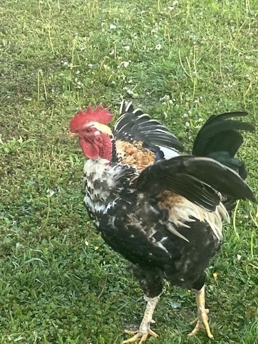 Кури голошийки, бентамки, парами