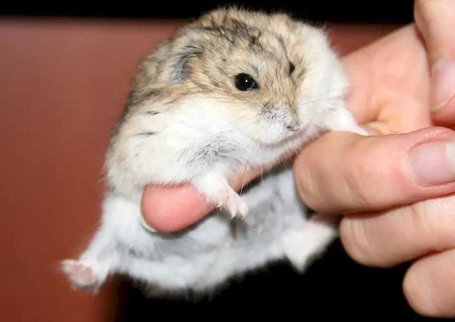 Хомячки, хомячата, хомяки джунгарские, карликовые, джунгарики, хомяк