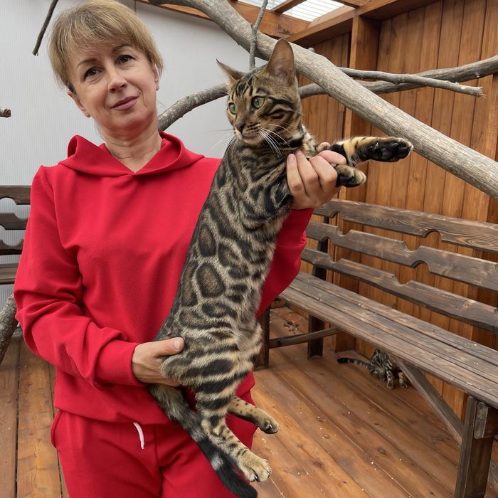 Бенгальський хлопчик, чисті гентести батьків