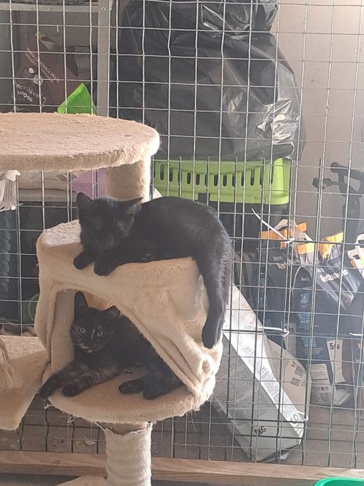 Gatinhas fêmeas com 2 meses para adoção