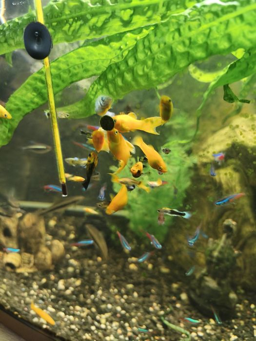 Ryby akwariowe sprzedam