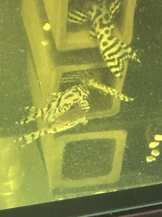 Hypancistrus L236 Super White 3-10cm