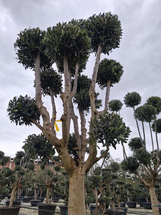 Drzewa oliwne / formy bonsai