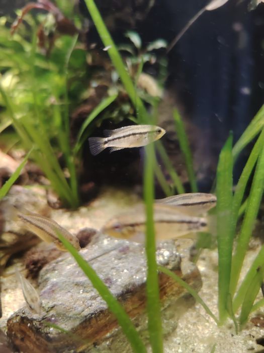 Apistogrammas eremnopige (raros)