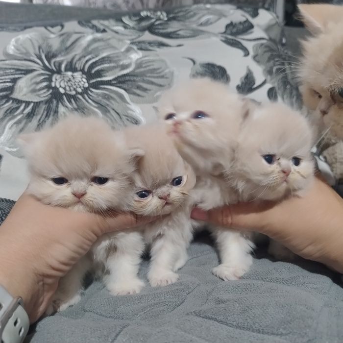 Персидські кошенята
