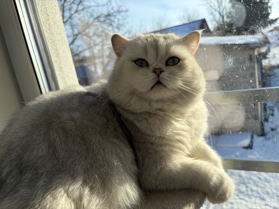 Kot Brytyjski krótkowłosy