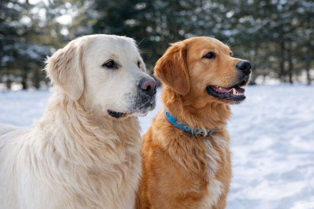 Rezerwacje Golden Retriever, planowany miot marzec 2026