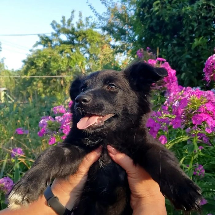 Собаки-щенки-коти