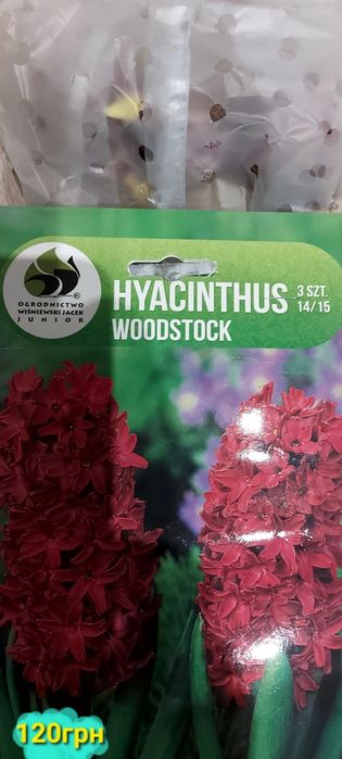 Продам цибулини квітів