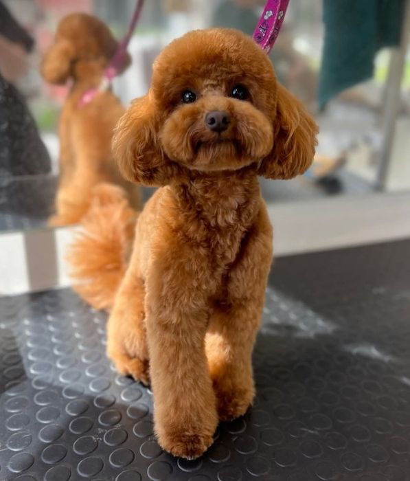 В'язка міні той Пудель