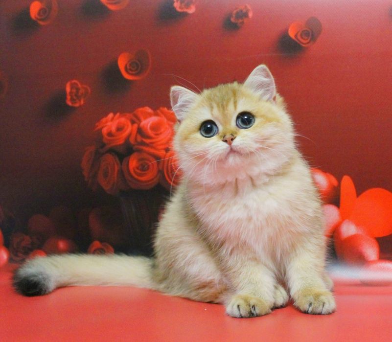 Британська дитина чекає найкращу сім'ю