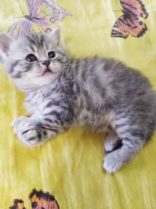 Шотландские котята