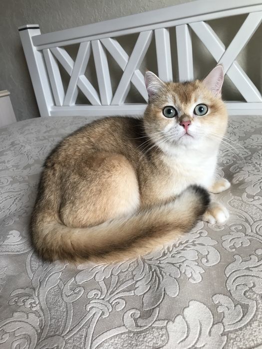 Хлопчик золото