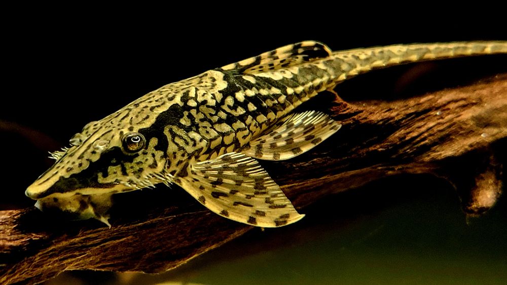 Sturisomatichthys sp. "Colombia I" F1  (Sturisoma]