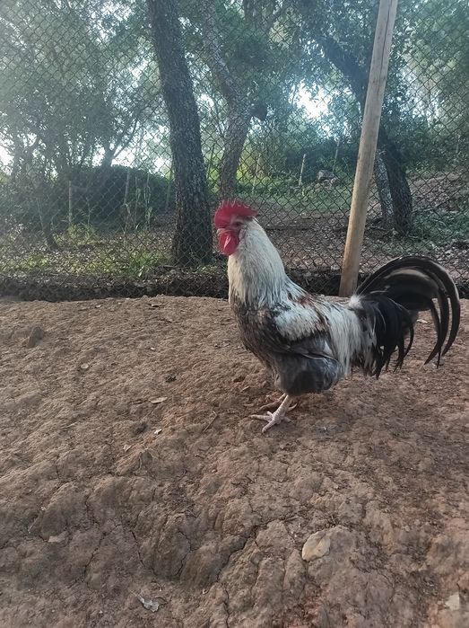 Galo de raça Sulmtaler