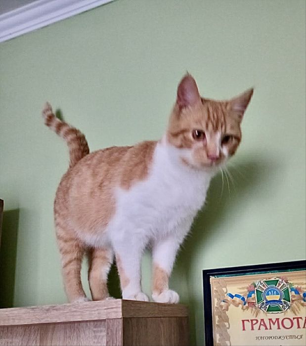 Лагідний котусик у добрі руки