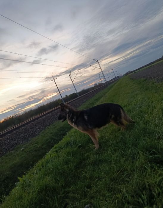 Oddam suczkę owczarek mix