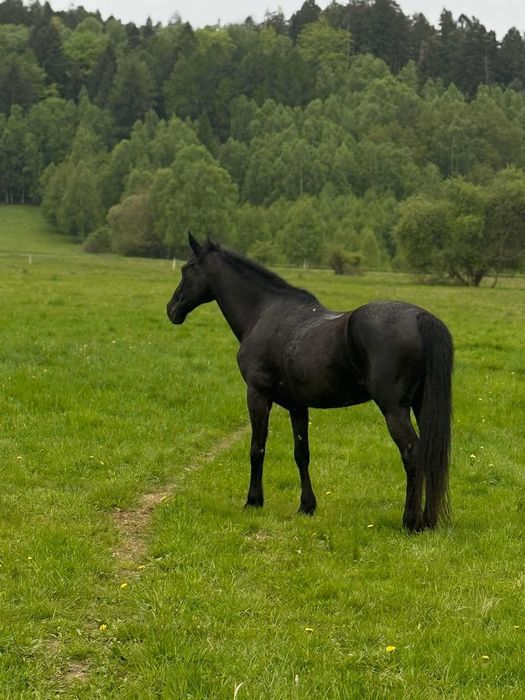 Sprzedam zamienię ładnego konia
