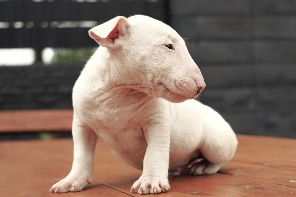 GOTOWY samiec bulterier standard SOLID WHITE BULLTERRIER bull terrier