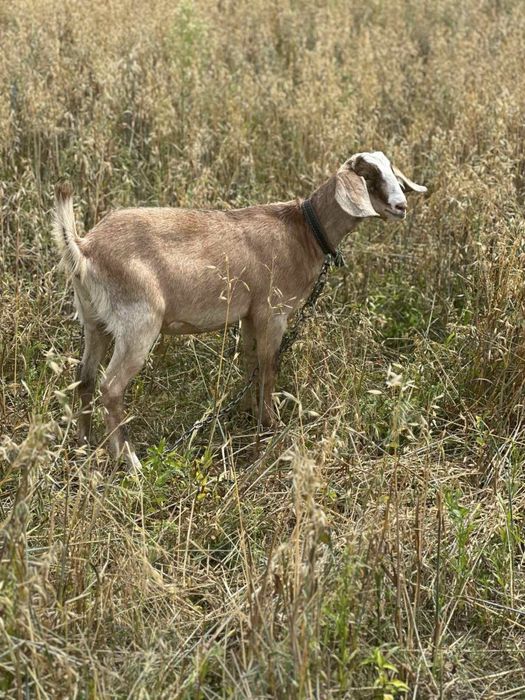 Продам козочку , комола , нубійка, 6 місяців