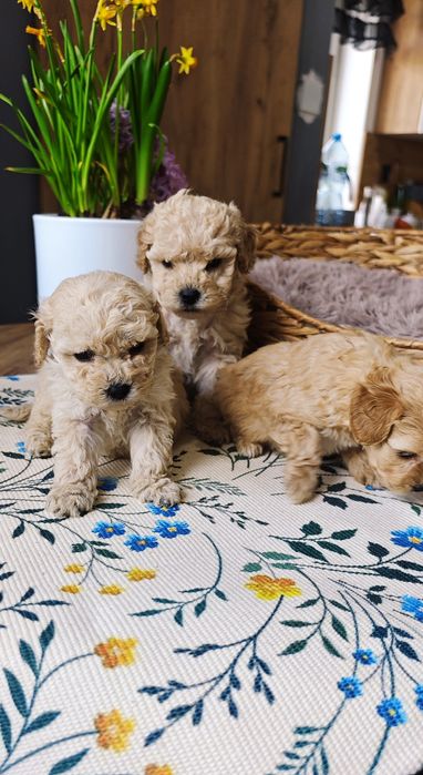 **Cockapoo** cudowny piesek!